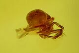 Detailed Fossil Spider, Wasp and Fly in Baltic Amber #128341-4